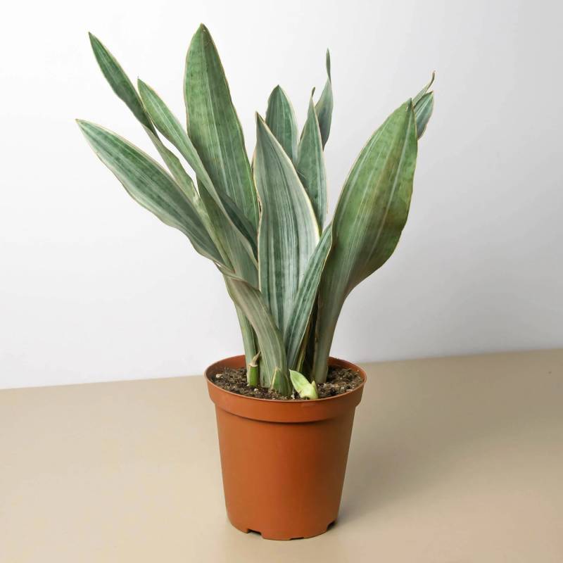 Snake Plant Sayuri