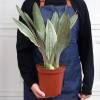 Snake Plant Sayuri