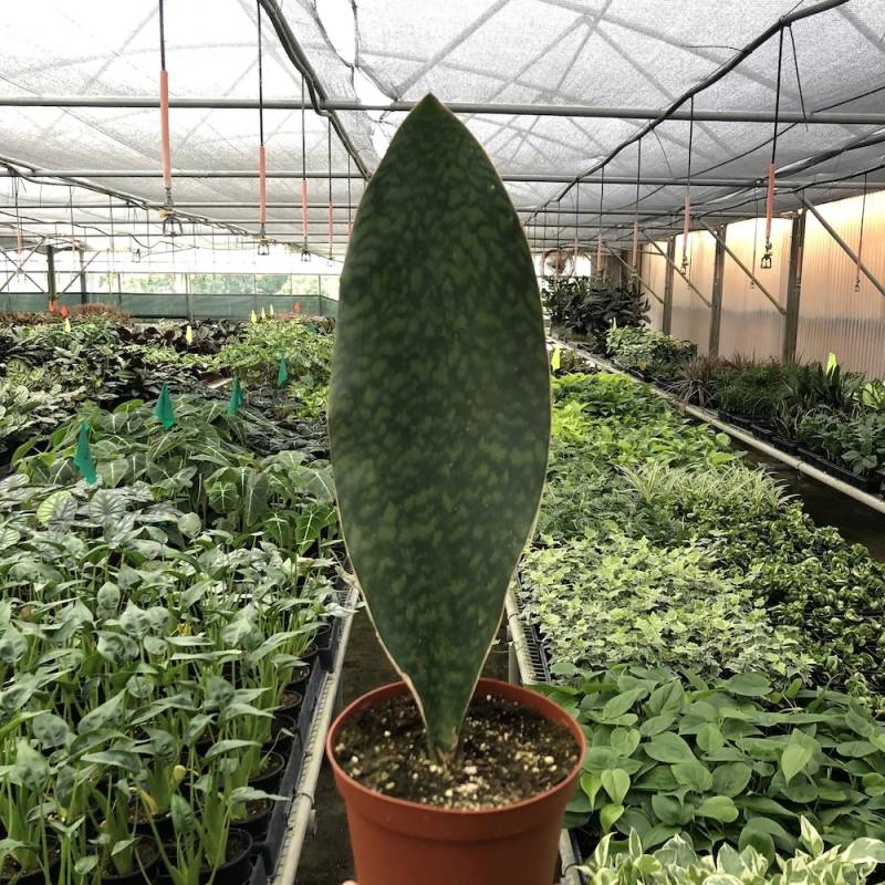 Snake Plant Shark-Fin Style - Image 2