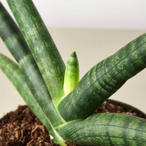 Snake Plant Starfish