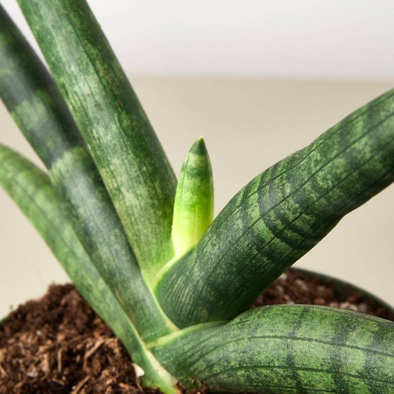 Snake Plant Starfish