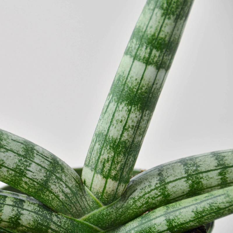 Snake Plant Starfish