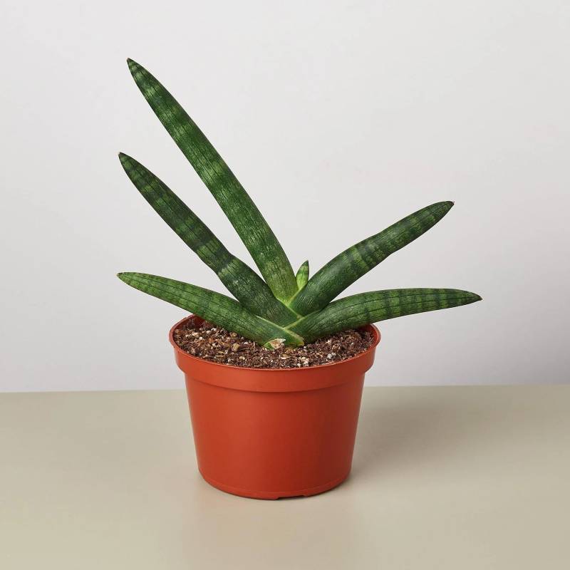 Snake Plant Starfish