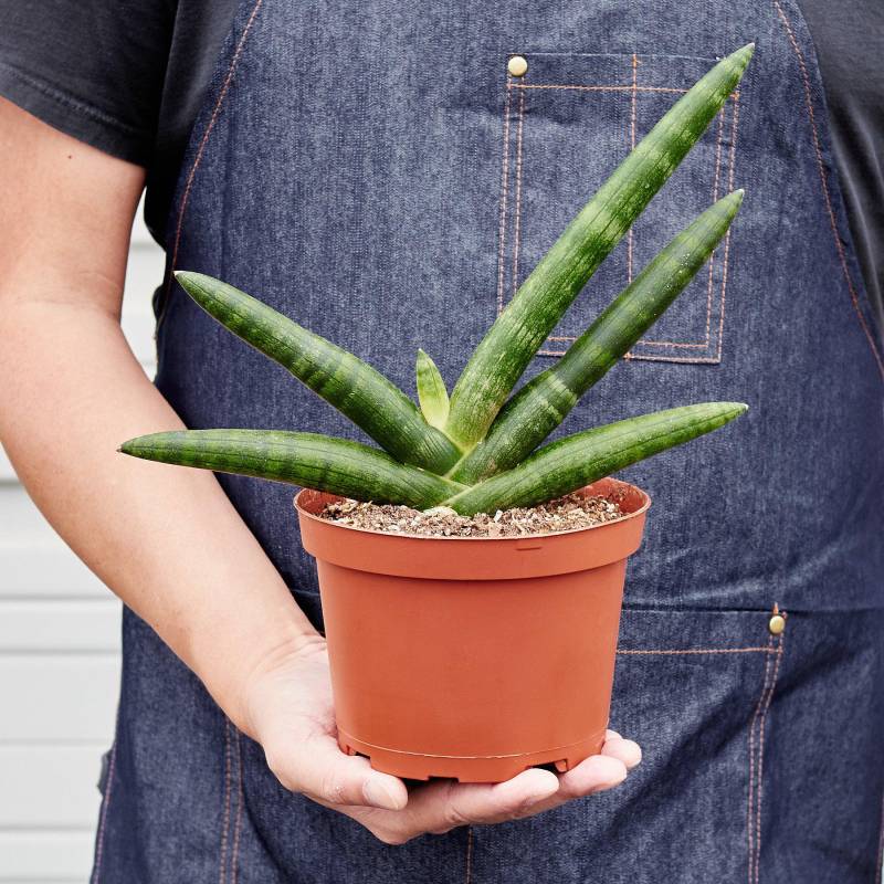 Snake Plant Starfish