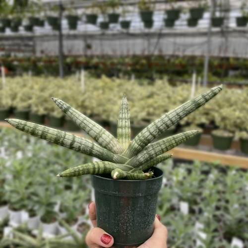 Snake Plant Starfish