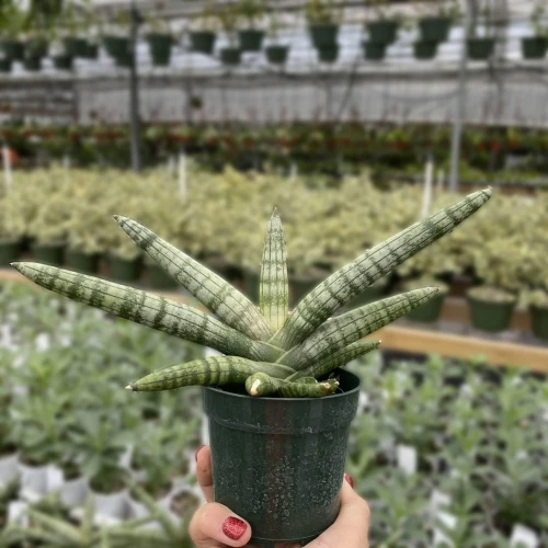 Snake Plant Starfish