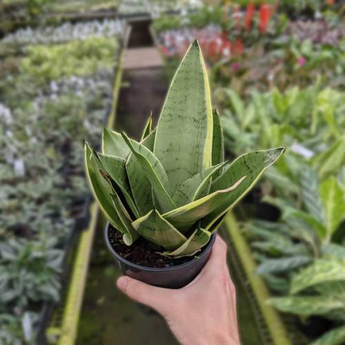 Snake Plant Starlight