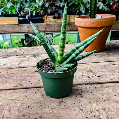 Snake Plant Stuckii