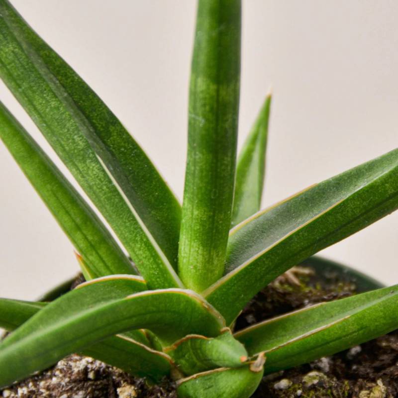 Snake Plant Stuckii