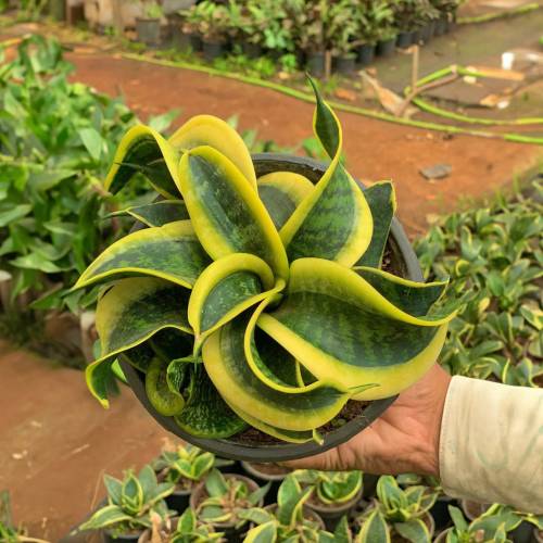 Snake Plant Twisted Sister