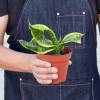 Snake Plant Twisted Sister