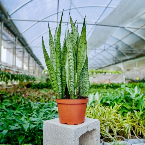 Snake Plant Zeylanica