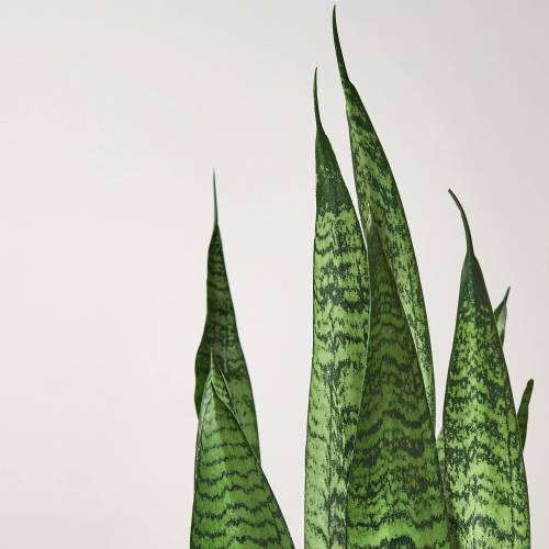 Snake Plant Zeylanica