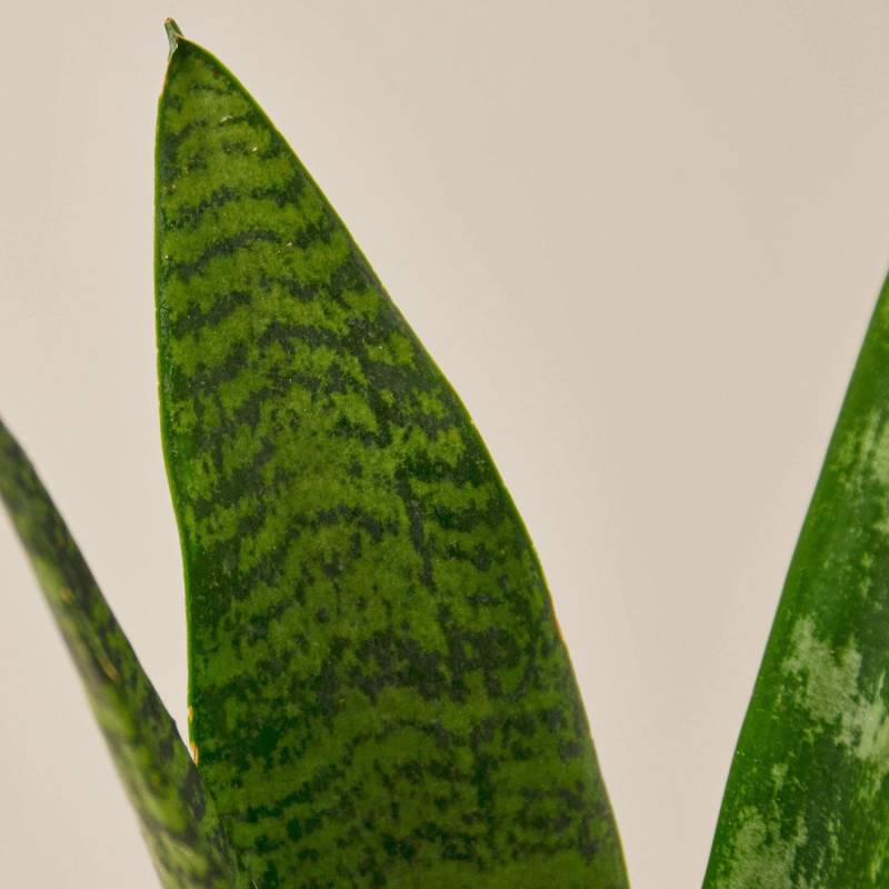 Snake Plant Zeylanica