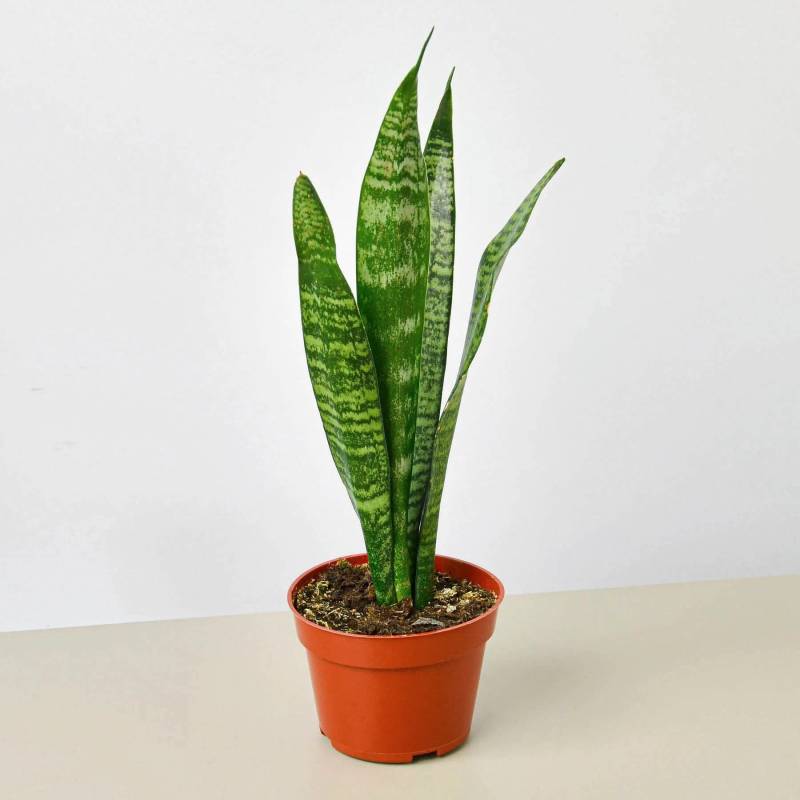 Snake Plant Zeylanica