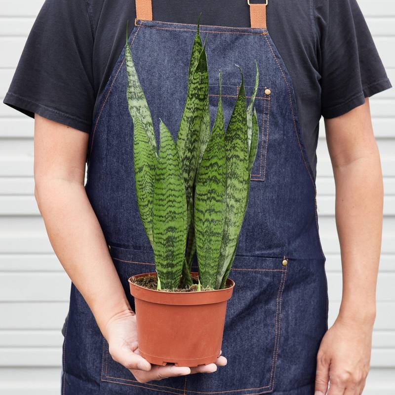 Snake Plant Zeylanica