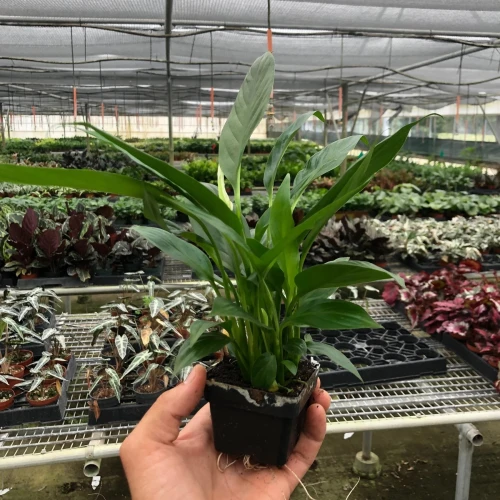 Spathiphyllum Peace Lily