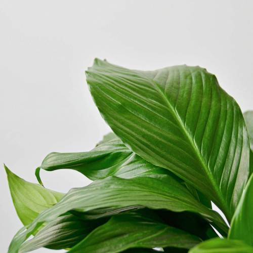 Spathiphyllum Peace Lily