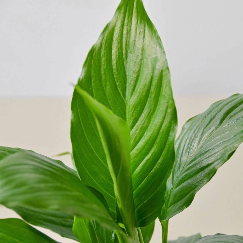 Spathiphyllum Peace Lily