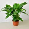 Spathiphyllum Peace Lily