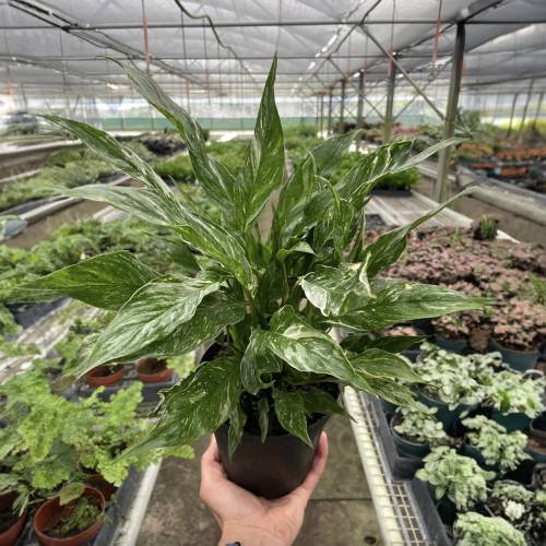 Spathiphyllum Variegated Domino