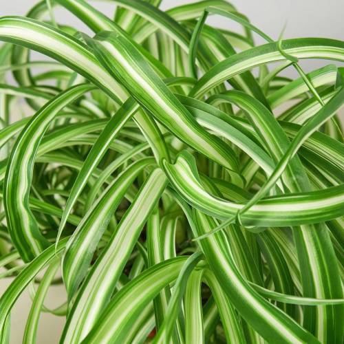 Spider Plant Bonnie