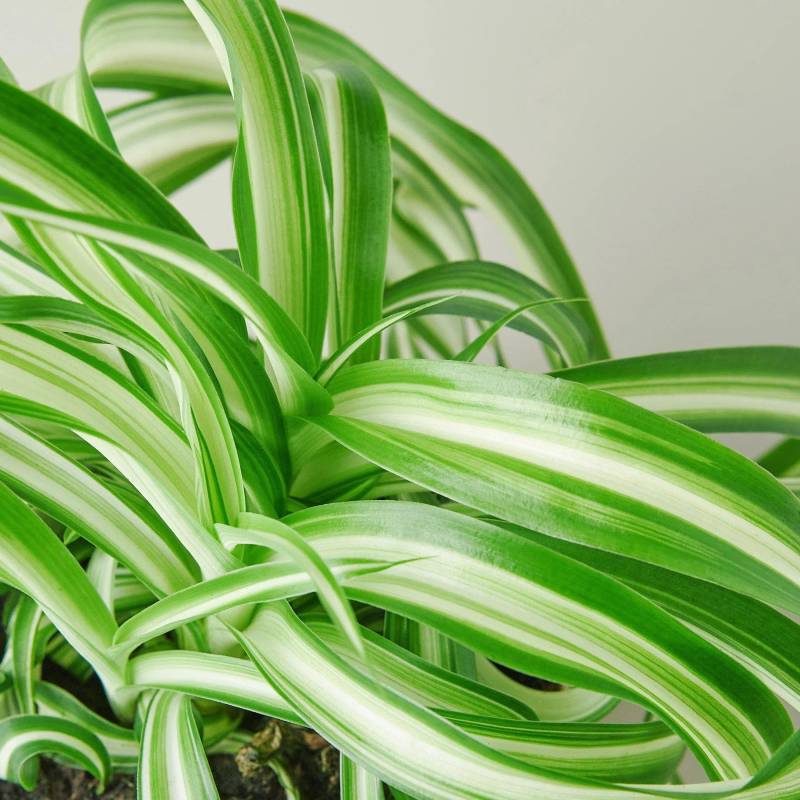 Spider Plant Bonnie