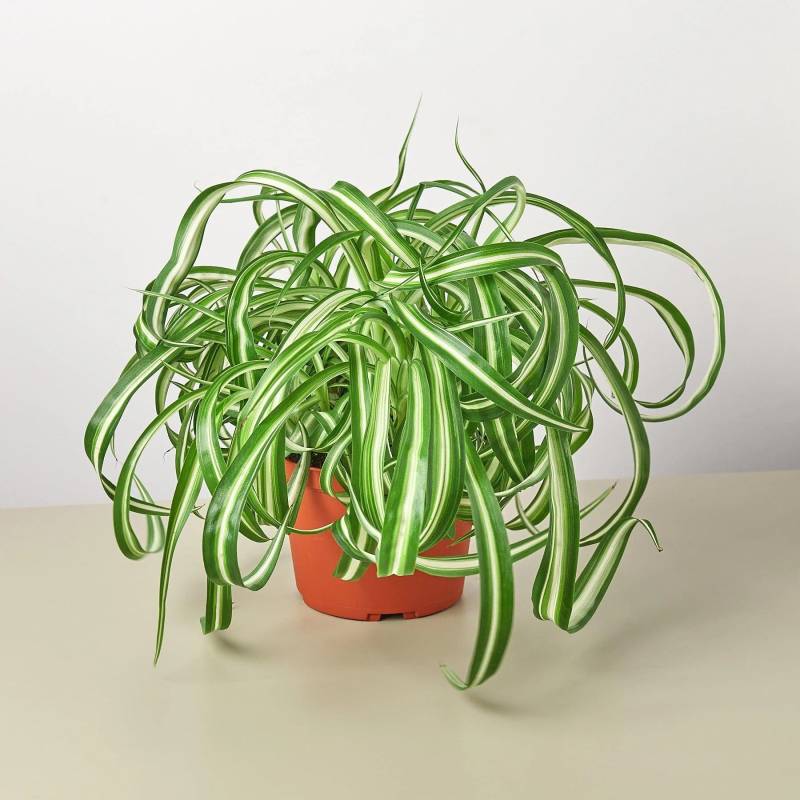 Spider Plant Bonnie