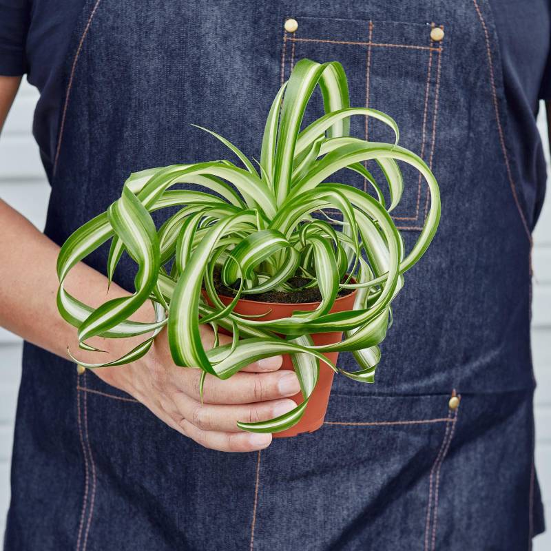 Spider Plant Bonnie