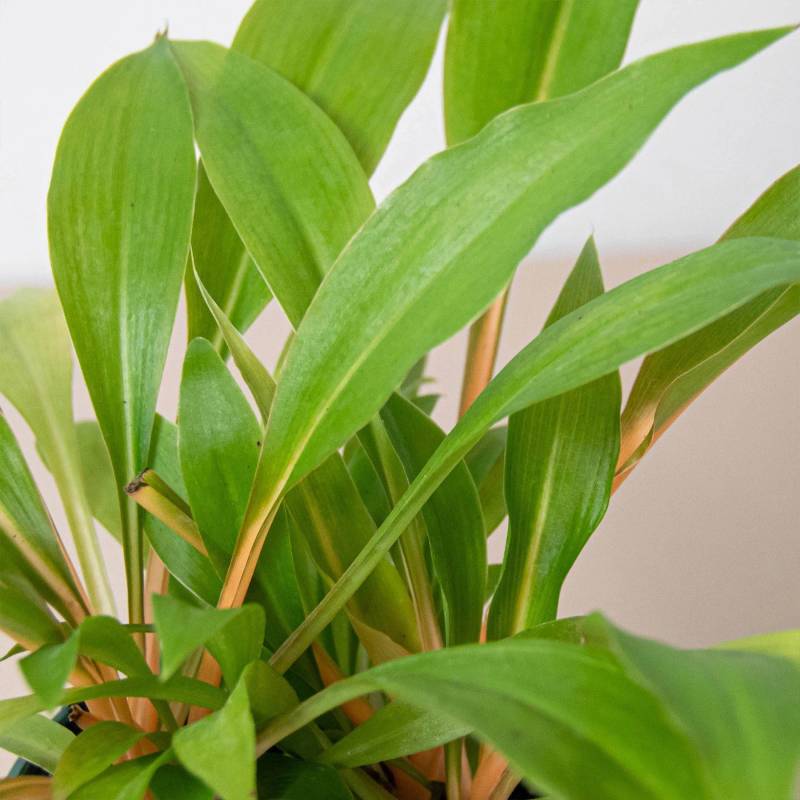 Spider Plant Fire Flash