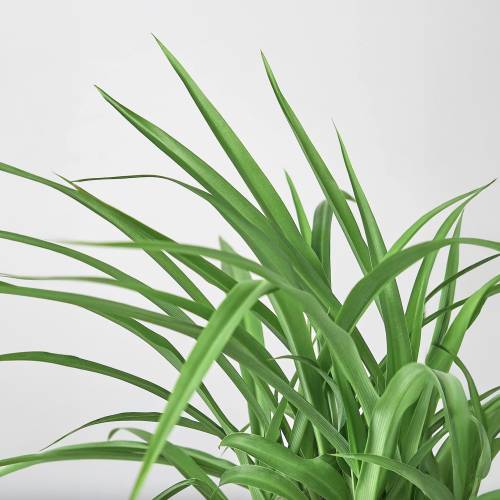 Spider Plant Green