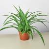 Spider Plant Green