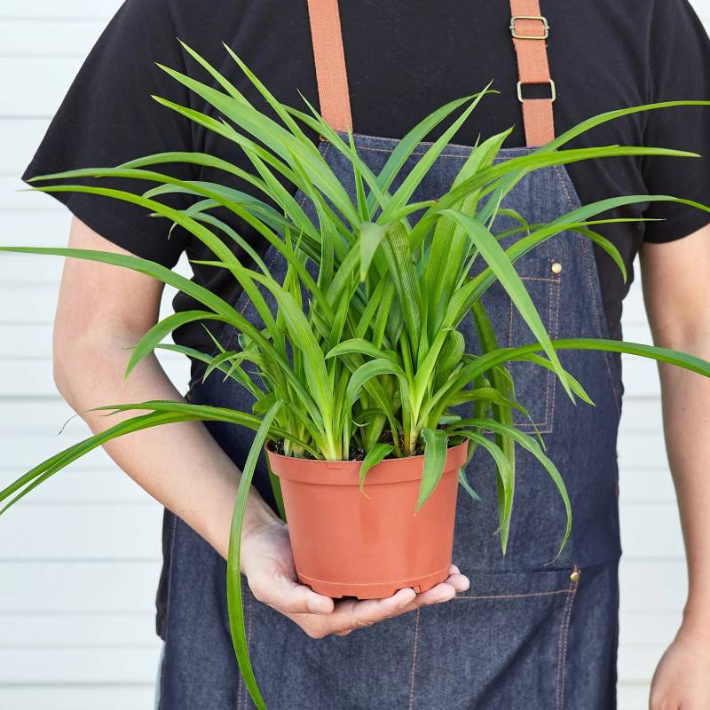 Spider Plant Green