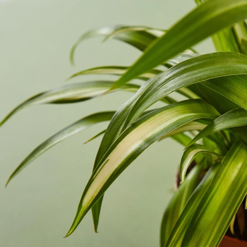 Spider Plant Hawaiian