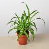 Spider Plant Hawaiian