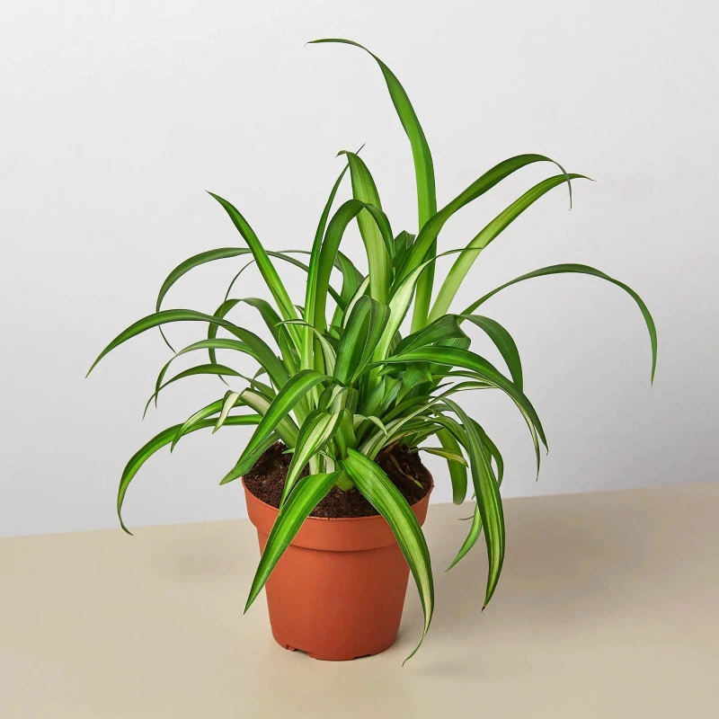 Spider Plant Hawaiian