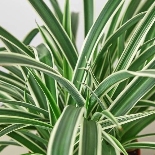 Spider Plant Reverse