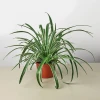 Spider Plant Reverse