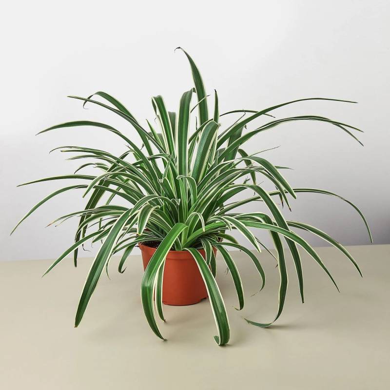 Spider Plant Reverse