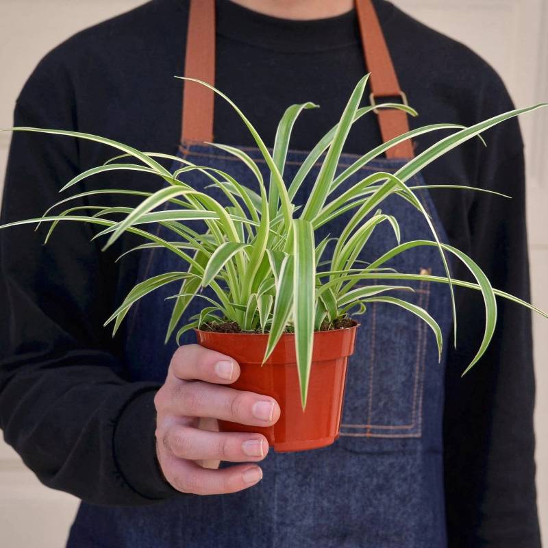 Spider Plant Reverse