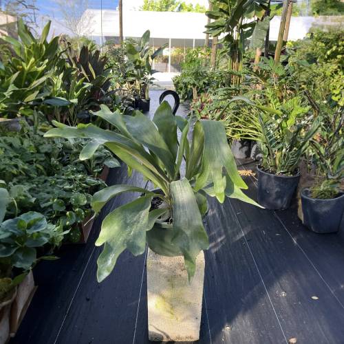 Staghorn Fern