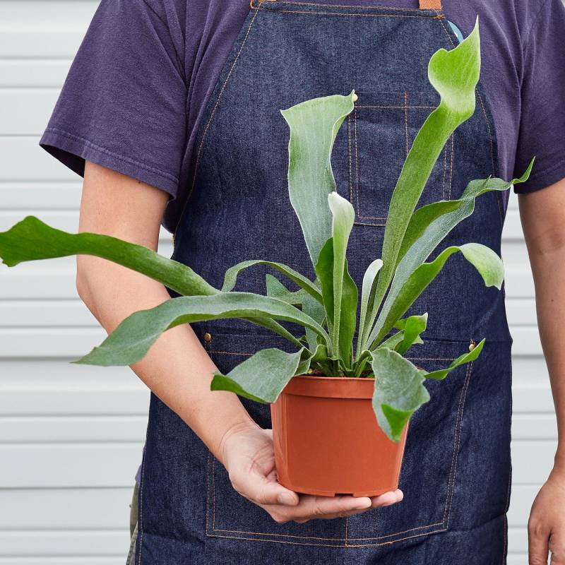 Staghorn Fern