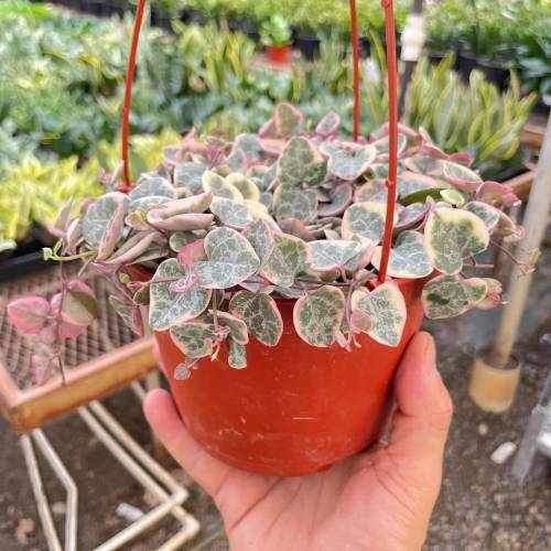 String of Hearts Variegated