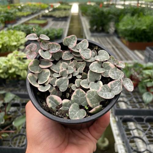 String of Hearts Variegated