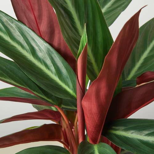 Stromanthe Sanguinea