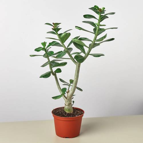 Succulent Adenium Obesum Desert Rose