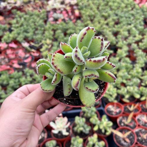 Succulent Cotyledon Bear's Paw