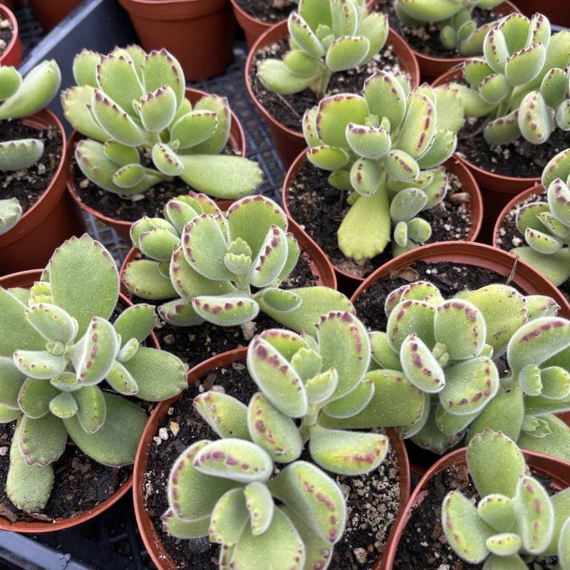 Succulent Cotyledon Bear's Paw