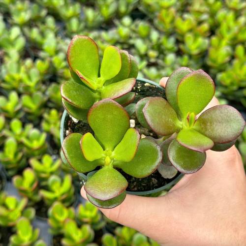 Succulent Crassula Jade