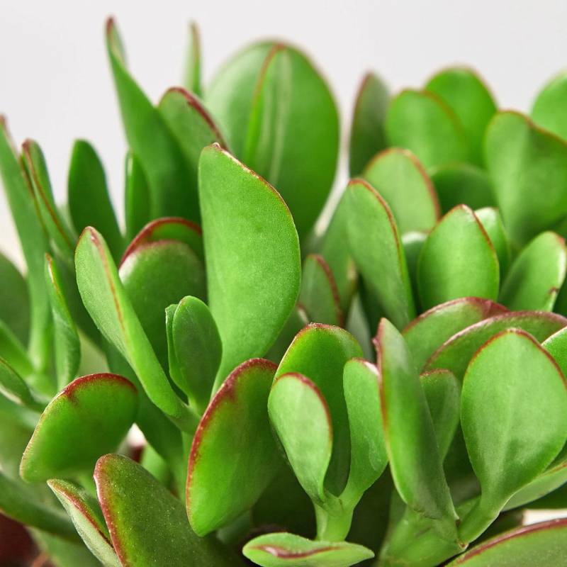 Succulent Crassula Jade